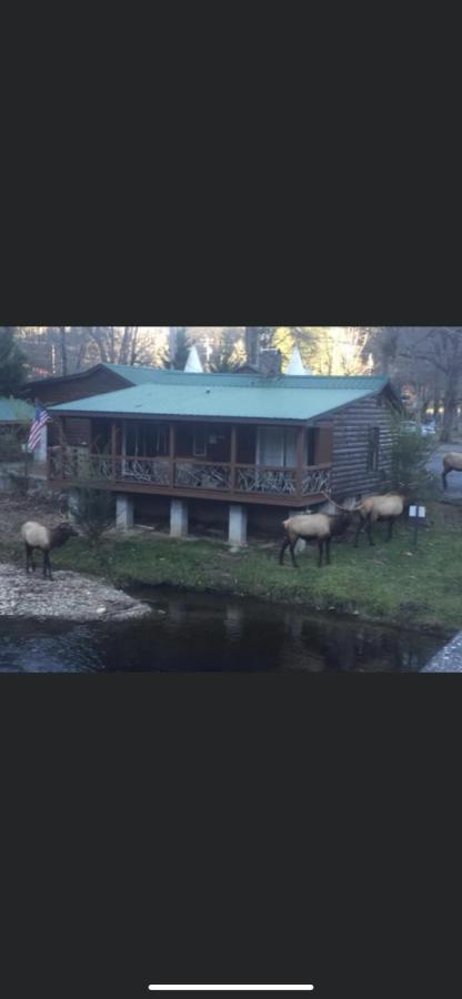 Qualla Cabins And Motel Cherokee Near Casino Whittier Ngoại thất bức ảnh